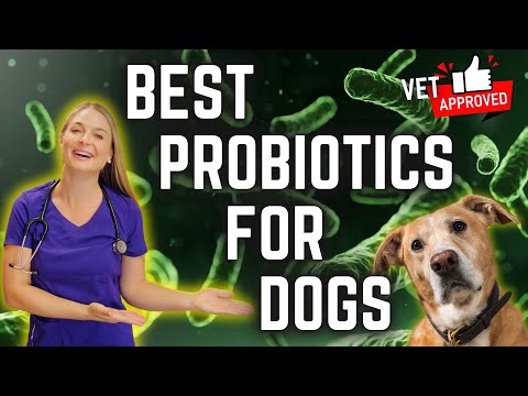 The BEST PROBIOTICS for your DOG'S gut? | Vet Explains