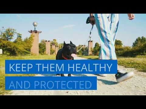 How to Boost Your Dog's Immune System Naturally