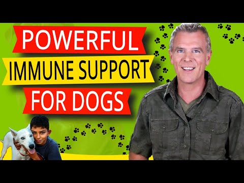Best Immune Support For Dogs (3 POWERFUL & Natural Immune Boosters)